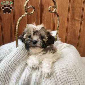 Jilly, Havanese Puppy